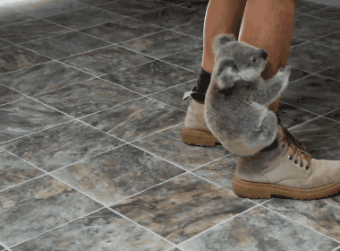 Free Ride Koala GIF