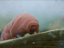  water bear tardigrade GIF