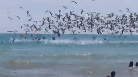 Birds Mine best Gif