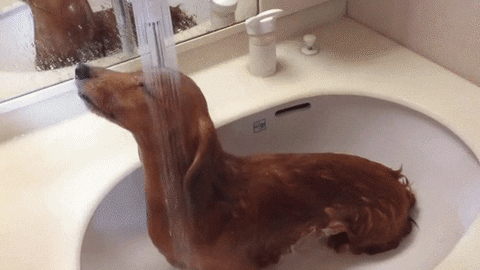Small brown dog sitting in a sink with their head under a tap of flowing water