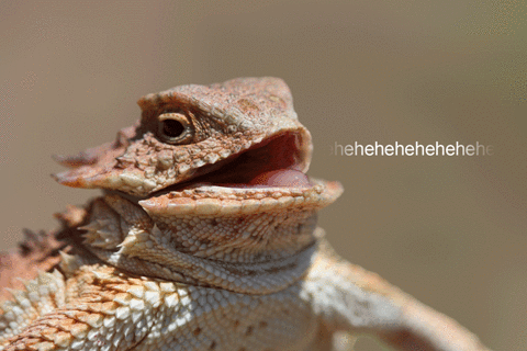 Heheheheheheheh Ehehehehehehehe Heheheheheheheh Ehehehehehehehe meme reference