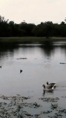 Giphy/Shoestock/Divulgação