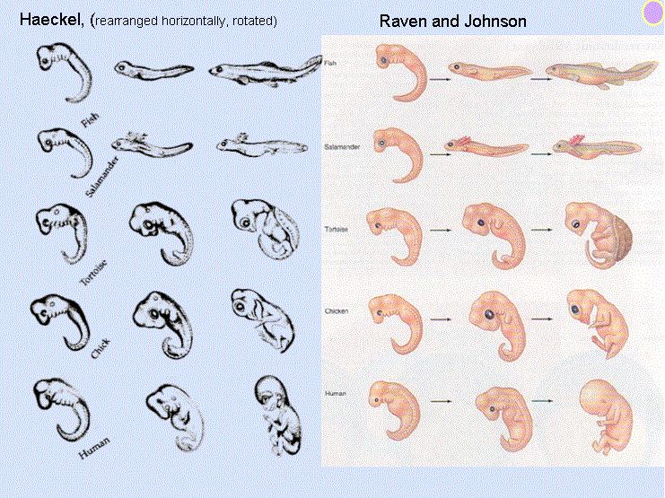 Biology GIF Find & Share on GIPHY