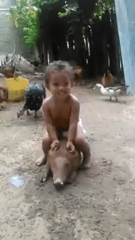 young boy trying to ride pig and falling into dirt
