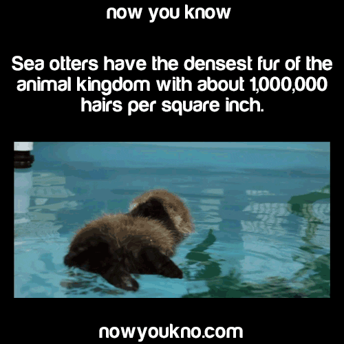Sea Otters Facts GIF - Find & Share on GIPHY