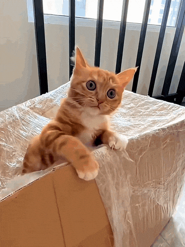 GIF