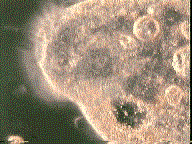 Microscopy GIF