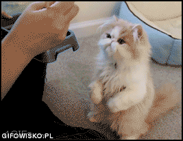 Chinese Cat GIFs - Find & Share on GIPHY