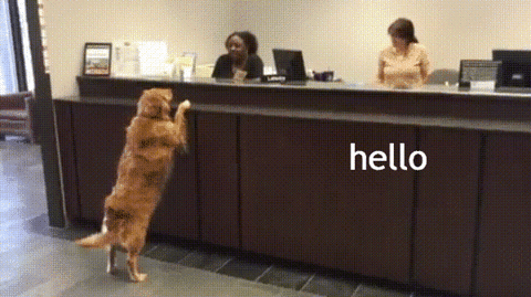 En hund snakker med sin bankrådgiver om penge og opsparing