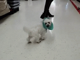 Dog wearing cone
