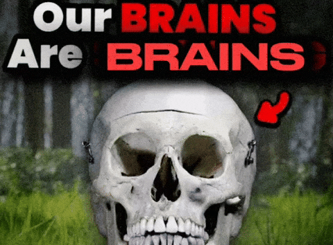 Our Brains Are