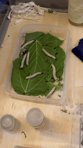Larvas de bicho-da-seda