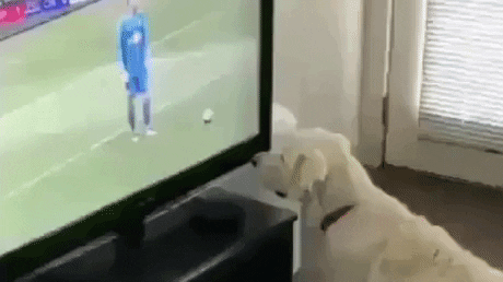Where did the ball go in funny gifs