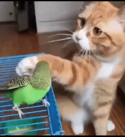 Ginger Cat Gently Pets Parakeet