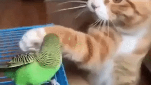 Cat pets birdy