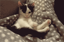  Cat Kitten GIF - Find & Share on GIPHY 