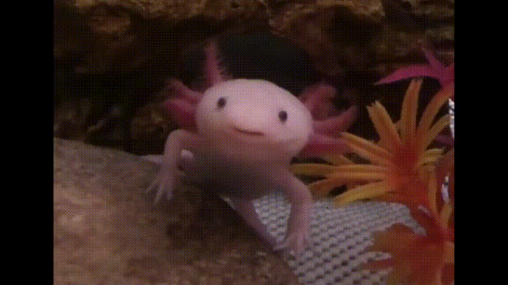 Axolotl Yawn GIF - Find & Share on GIPHY
