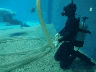 Fish need pets too in funny gifs