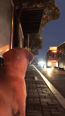 Dog Waited for Hooman in the Bus Stop, Hugs Her When Arrived
