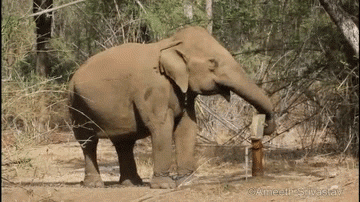 elephant water pumping