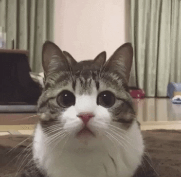 Cats Cute Cat GIF by MOODMAN - Find & Share on GIPHY
