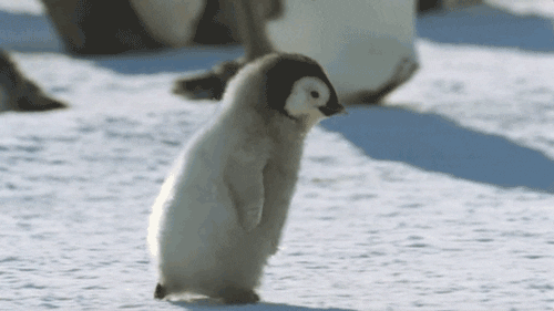 penguin snow running scared
