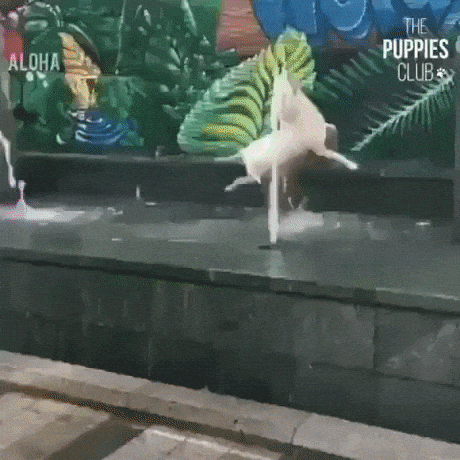 Dog 0 Water 2 in funny gifs