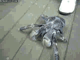 Coconut Crab GIFs - Find & Share on GIPHY