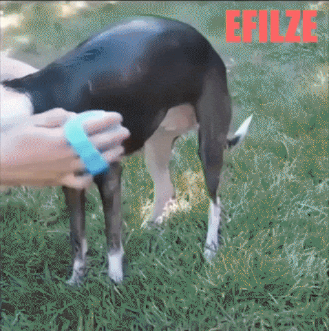EFILZE | EZ-LIFE - Pet Shower Tool with adjustable water pressure for comfort