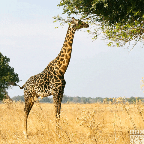 12 cosas de las jirafas que quizás no conozcas