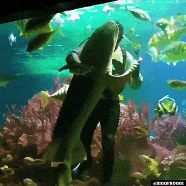 Dancing with fish in wow gifs