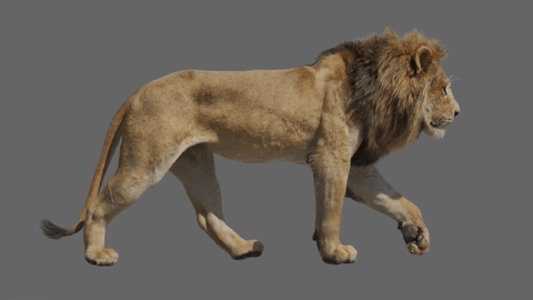 Le Roi Lion [Disney - 2019] - Page 32 Giphy