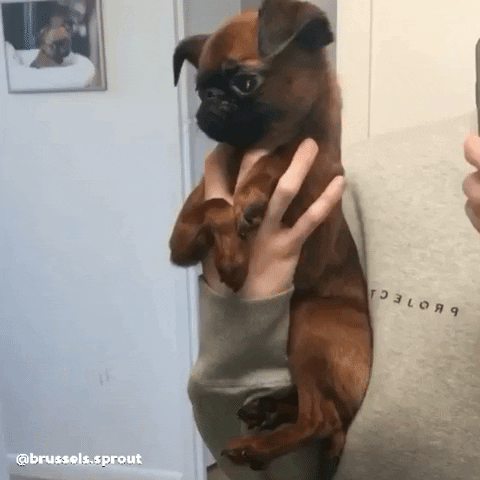 Dog Say What GIF - Find & Share on GIPHY