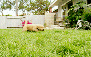 Yard GIFs - Find & Share on GIPHY