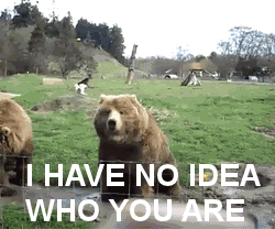 Un orso risponde al saluto di un turista, ma si vede senza dubbio che l'orso non lo conosca veramente