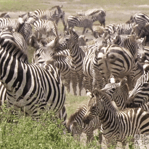 giphy-downsized-large.gif