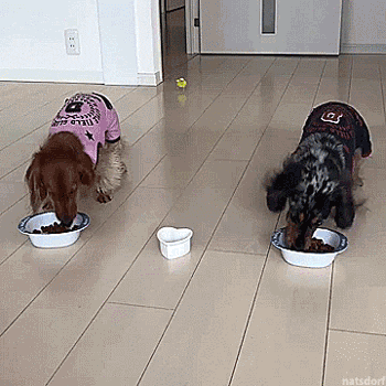 Snack time in funny gifs