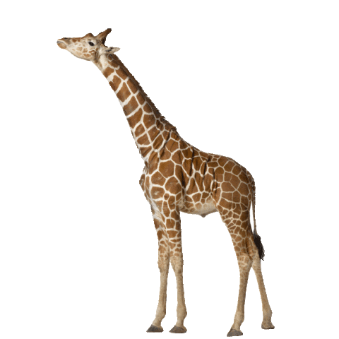 Giraffe Sticker for iOS & Android | GIPHY