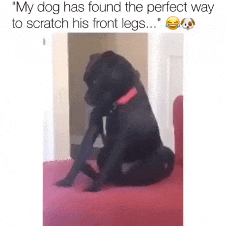 Smart doggo in dog gifs