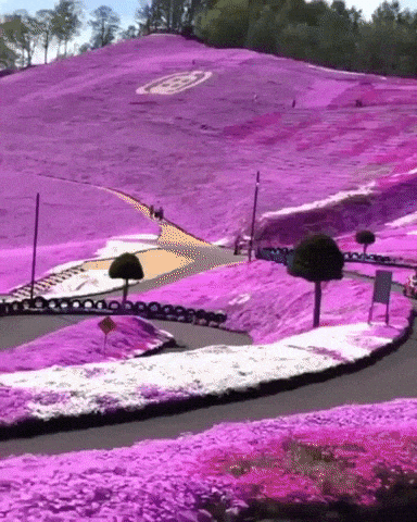 Sea of flowers at Hakkaido Japan in wow gifs