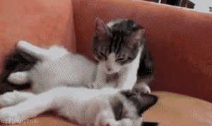 Cats kneading for affection