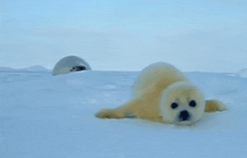 Cute Baby Seal Crawling on the Snow