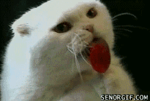 giphy.gif