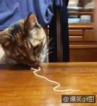 Spaghetti Feline GIF