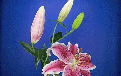 Képtalálat a következőre: „lilies gif”