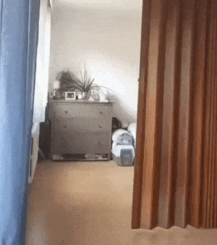 Chasing catto gone wrong in cat gifs