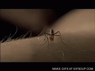 Ты не получишь моей крови: 18 неожиданных лайфхаков от комаров