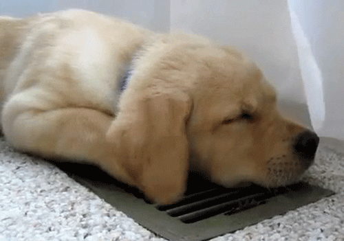 Puppy enjoying heater