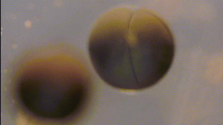 giphy.gif