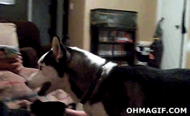 giphy.gif